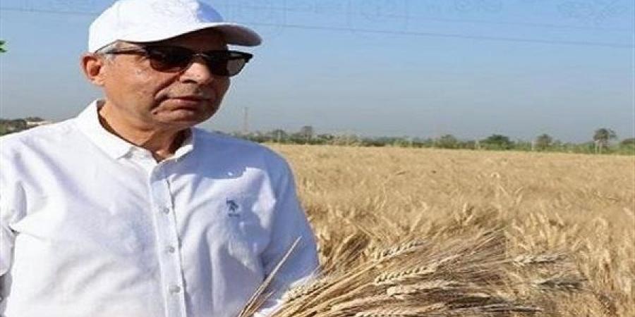 محافظة المنيا تعلن نجاح موسم توريد القمح المحلي بأكثر من 527 ألف طن