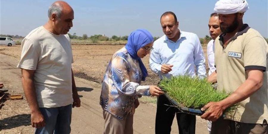 جامعة بنها تطلق الموسم البحثي الجديد لزراعة الأرز لإنتاج أصناف موفرة للمياه