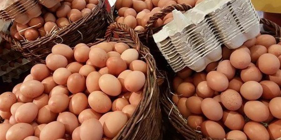 قفزة في الأحمر، سعر كرتونة البيض اليوم الخميس ببورصة الدواجن