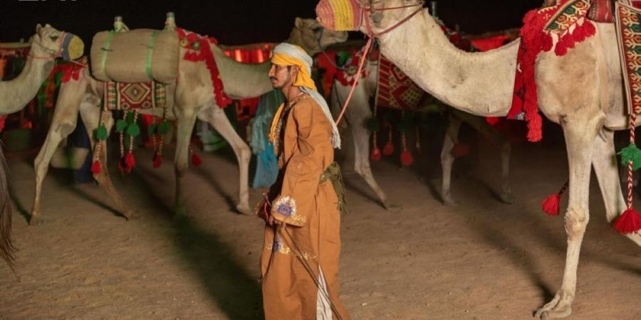 العلا تحتفي بإرث الإبل
وتعيد صياغة حضورها في المشهد الثقافي والرياضي