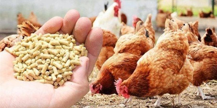 انخفاض الذرة، أسعار الأعلاف والحبوب اليوم الخميس في الأسواق