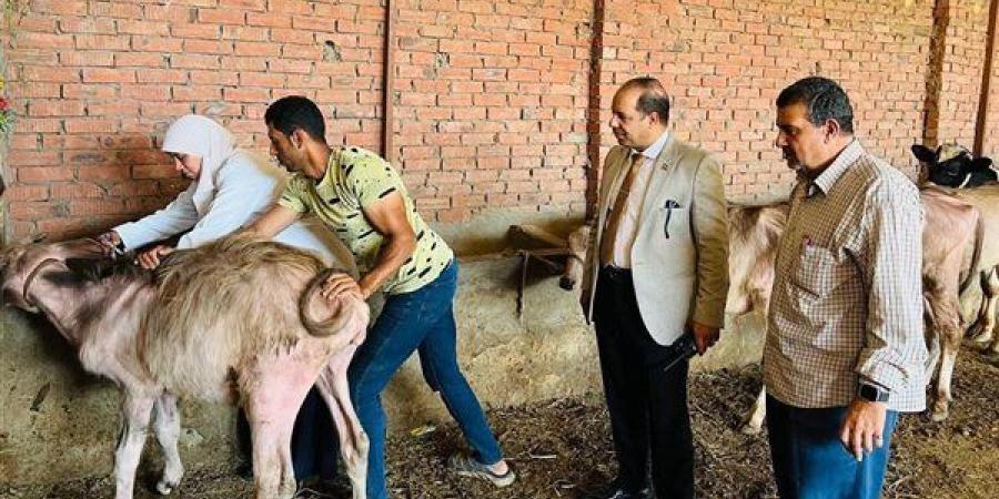 تحصين 252 ألف رأس ماشية ضد الحمى القلاعية والوادي المتصدع بالدقهلية