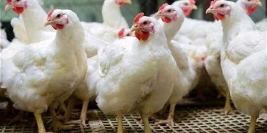 الغرفة التجارية: 75 جنيها انخفاضا في أسعار الدواجن (فيديو)