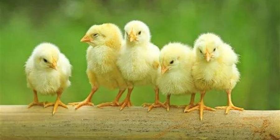 5 جنيهات انخفاضًا في الأبيض، أسعار الكتاكيت والبط اليوم الثلاثاء ببورصة الدواجن