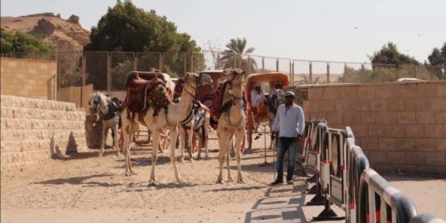 محافظة الجيزة تتابع انتظام منظومة ركوب الخيل والجمال بالمنطقة الأثرية للأهرامات