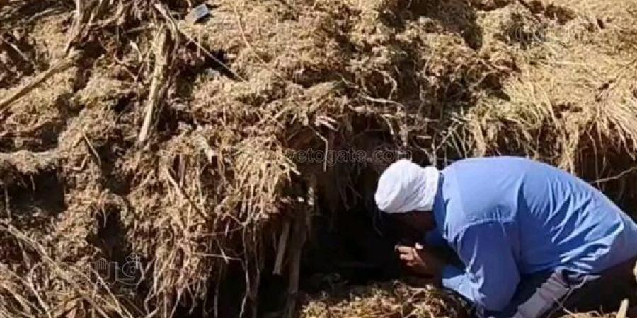 حصيلة ضحايا لدغات الثعابين بالشرقية ترتفع لـ 22 بينها 3 وفيات