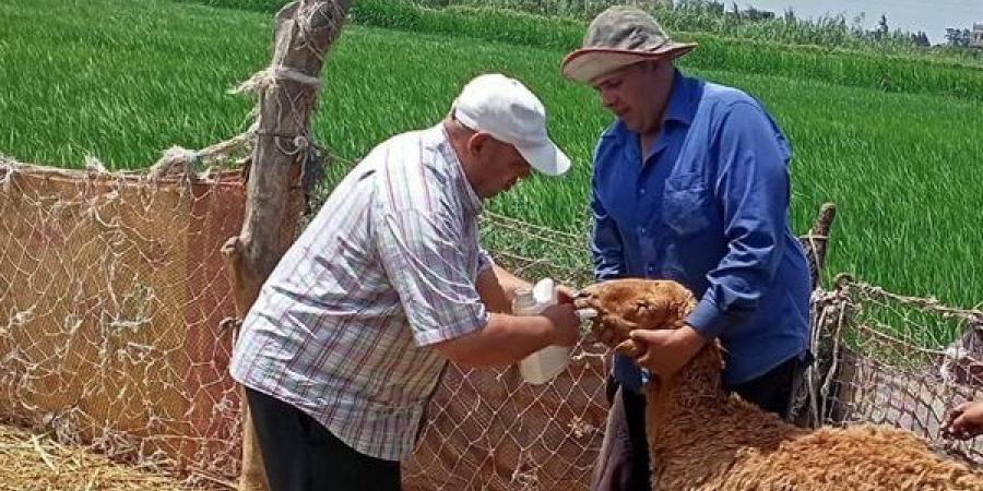 تقديم خدمات متنوعة لـ592 مواطنًا خلال قافلة سكانية بالمحمودية في البحيرة