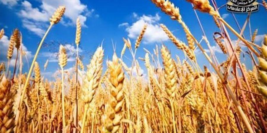 الحكومة تكشف حقيقة تراجع زراعة المحاصيل الاستراتيجية وجهود تحقيق الاكتفاء الذاتي