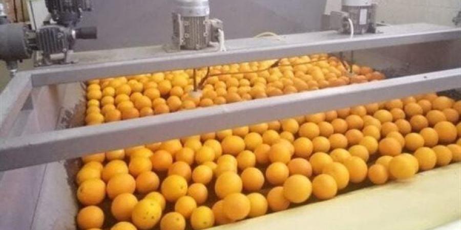 طفرة جديدة للصادرات الزراعية المصرية، الموالح تتصدر بأكثر من 2.2 مليون طن