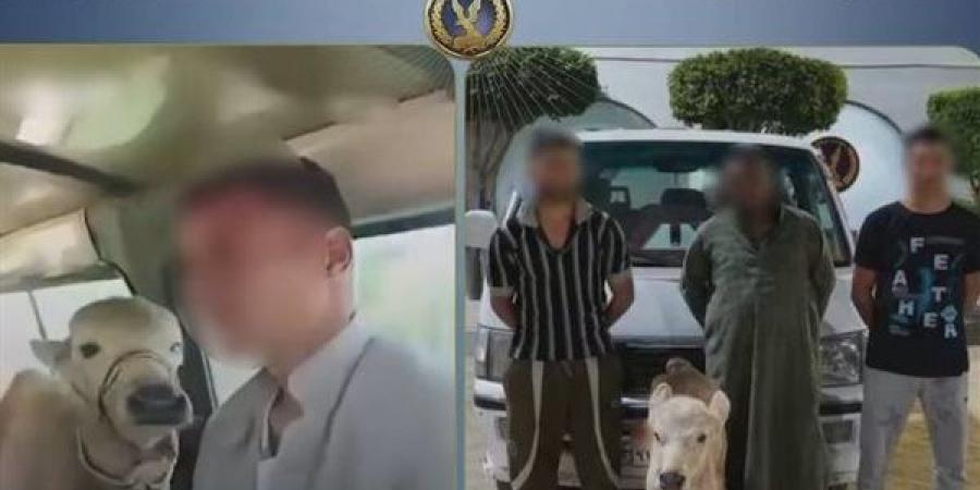 هزار قلب بـ"كلبشات"، القصة الكاملة لميكروباص الركاب الذي تحول لحظيرة مواشي بالبحيرة