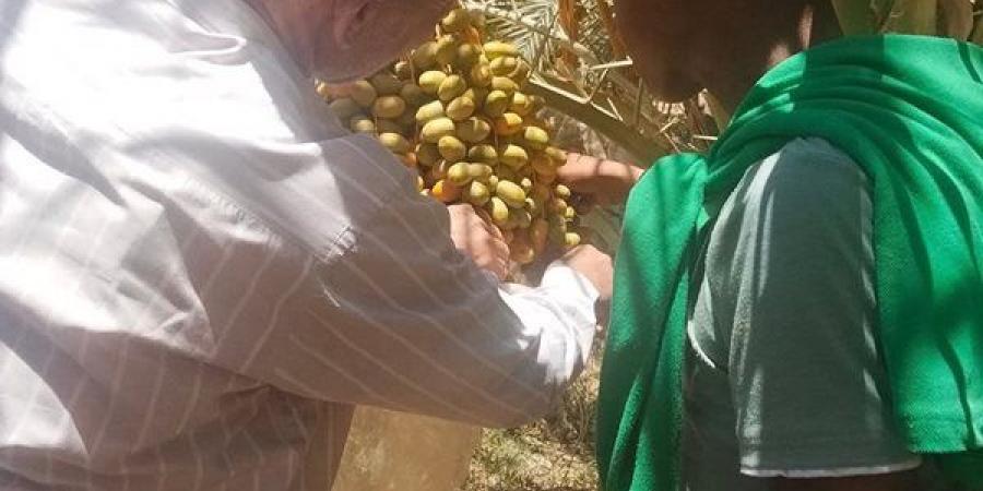 تدريب طلاب الزراعة على أحدث تقنيات النخيل لبناء كوادر تدعم التنمية بالوادي الجديد