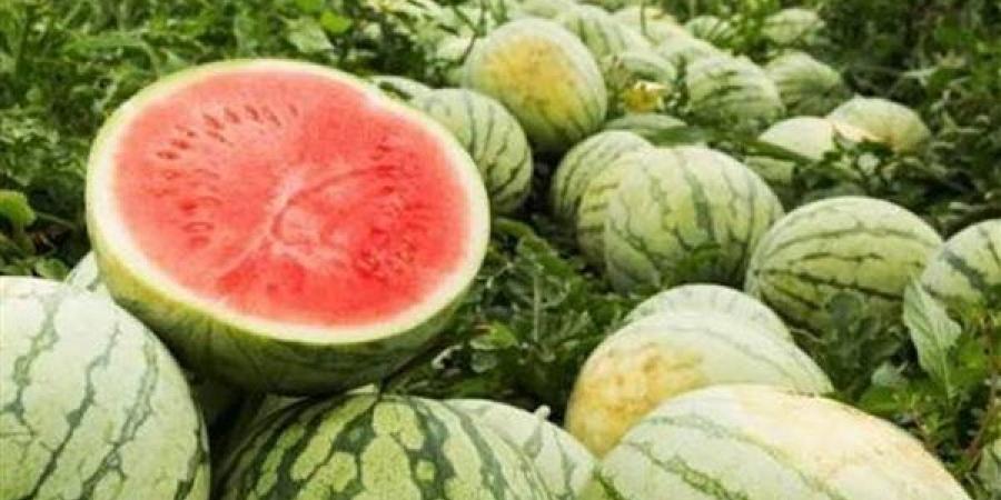 تفسير رؤية البطيخ في المنام وعلاقتها بتحقيق مكانة اجتماعية مرموقة