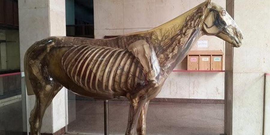 ثورة يوليو والحصان الزجاجي، مقتنى تاريخي يوثق مسيرة كلية طب بيطري جامعة القاهرة