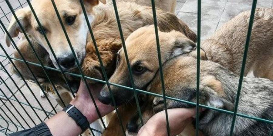 3 حيوانات محظور تربيتها في المنزل قانونا (فيديو)