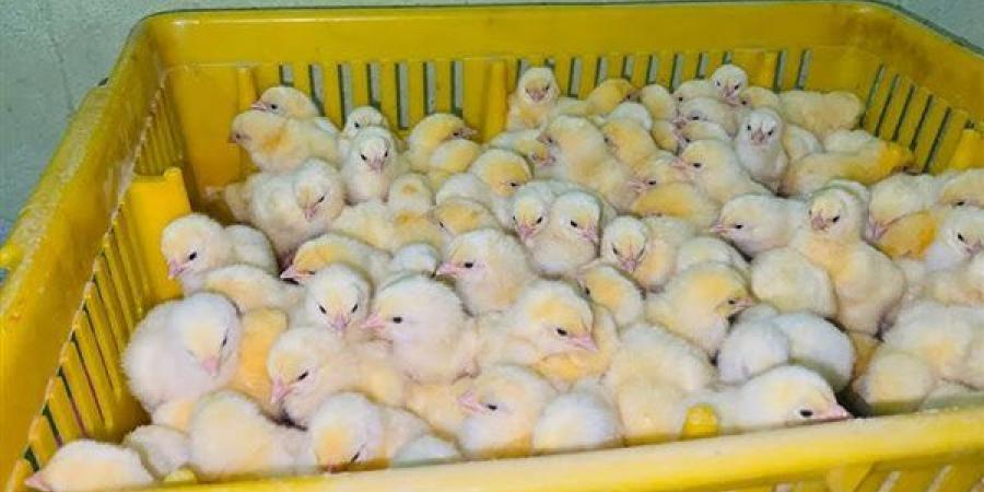الروص بـ 15 جنيهًا، أسعار الكتاكيت والبط في بورصة الدواجن اليوم الجمعة