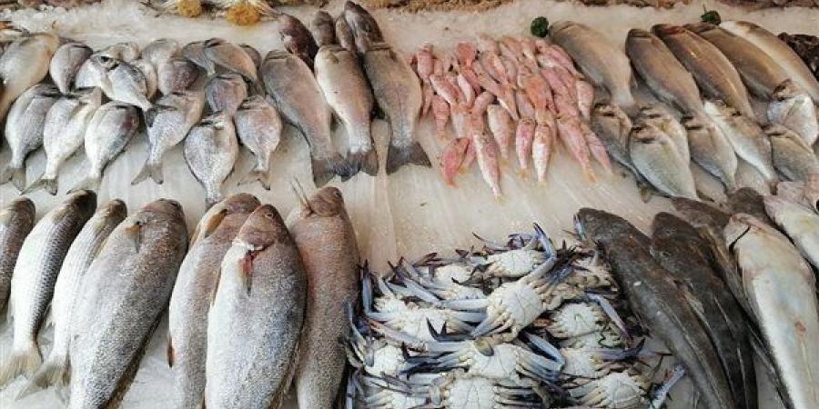 أسعار السمك اليوم، انخفاض جديد في البلطي وقفزة في المكرونة وقشر البياض