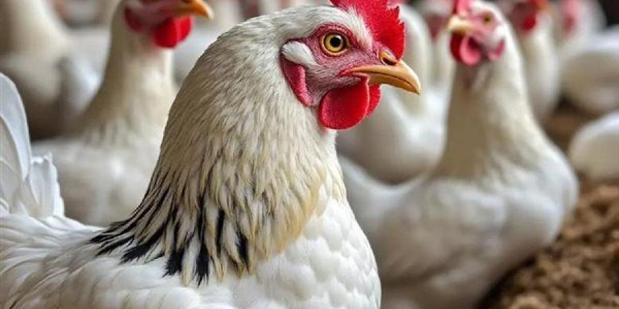 انخفاض سعر الفراخ البيضاء اليوم السبت 1 أغسطس 2026 (آخر تحديث)