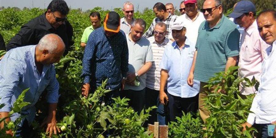 رئيس "البحوث الزراعية" يتفقد محطة الجميزة لمتابعة برامج المحاصيل وإنتاج التقاوي