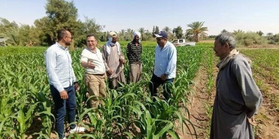 حملة قومية لمتابعة الذرة الشامية بالوادي الجديد ورصد الحالة الإنتاجية للحقول - النيل نيوز