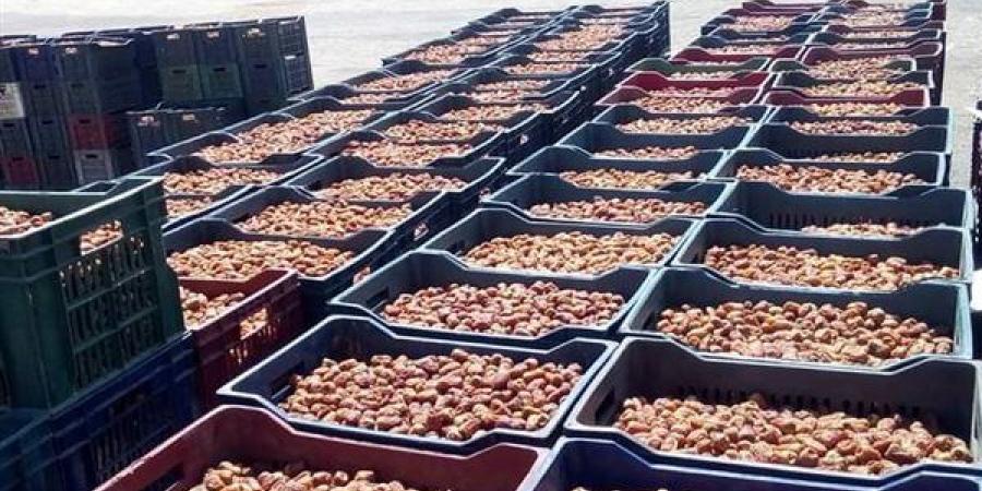 محافظ الوادي الجديد تطمئن مزارعي البلح وتعلن عن إجراءات لضبط السوق وحماية حقوقهم - النيل نيوز