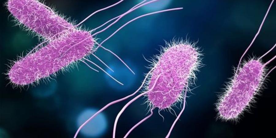 غسل اليدين وطهي الطعام جيدًا، الصحة توجه 6 نصائح للوقاية من السالمونيلا - النيل نيوز