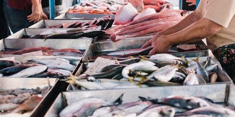 أسعار السمك اليوم، البلطي يسجل 63 جنيها وقفزة في 4 أنواع منها البوري والمكرونة - النيل نيوز