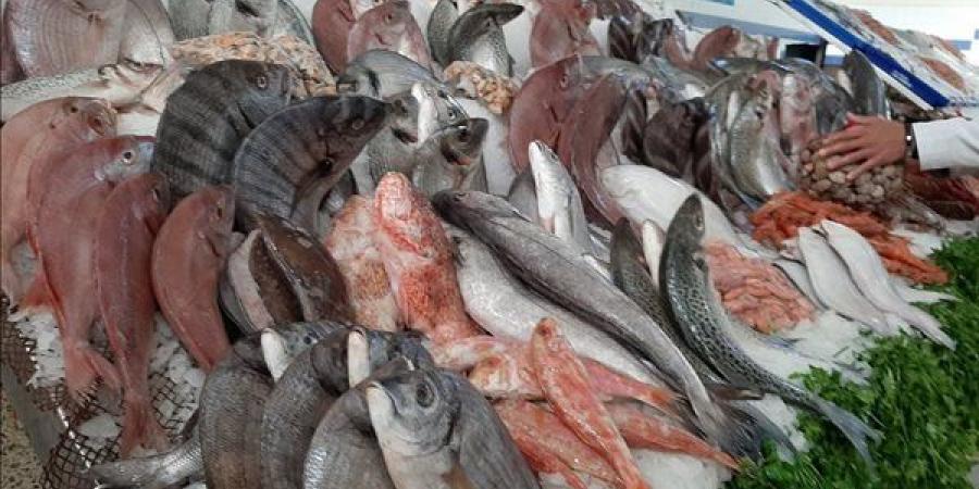 أسعار السمك اليوم، هزة تضرب البلطي وارتفاع المكرونة والبوري 10 جنيهات وقفزة في الجمبري - النيل نيوز
