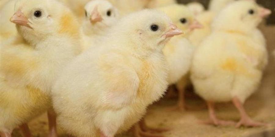 أسعار الكتاكيت والبط اليوم الأحد في بورصة الدواجن - النيل نيوز